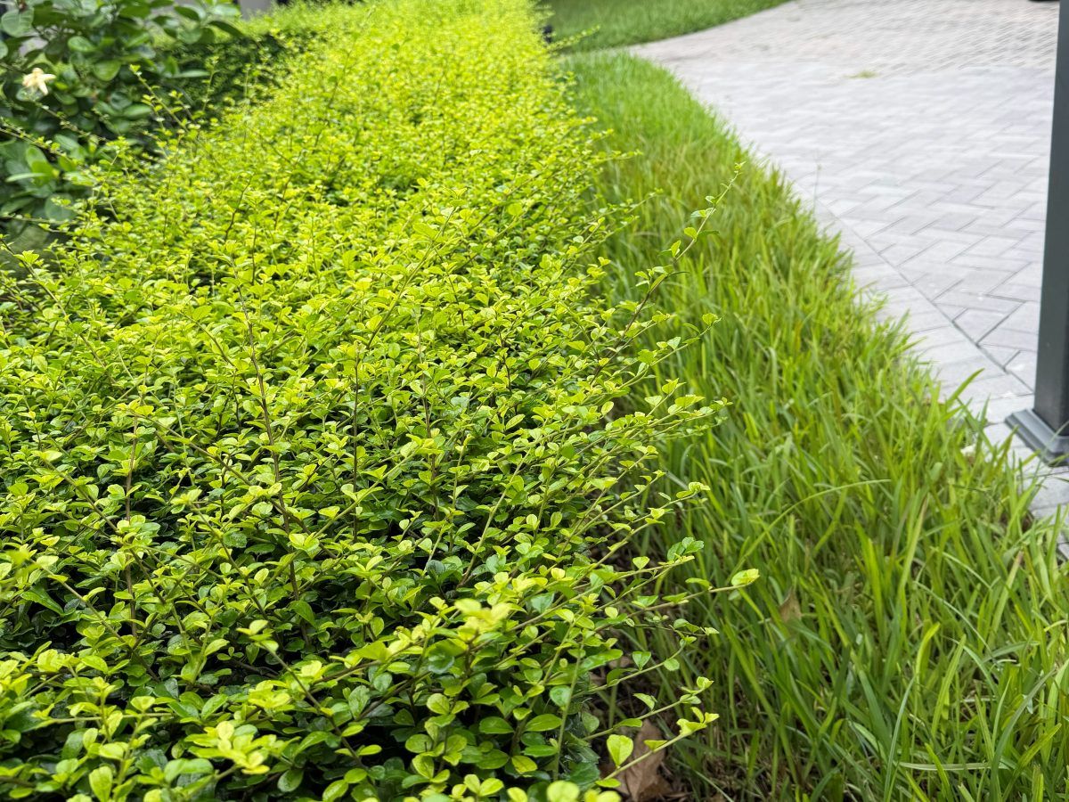 Overgrown hedge and tall grass before service