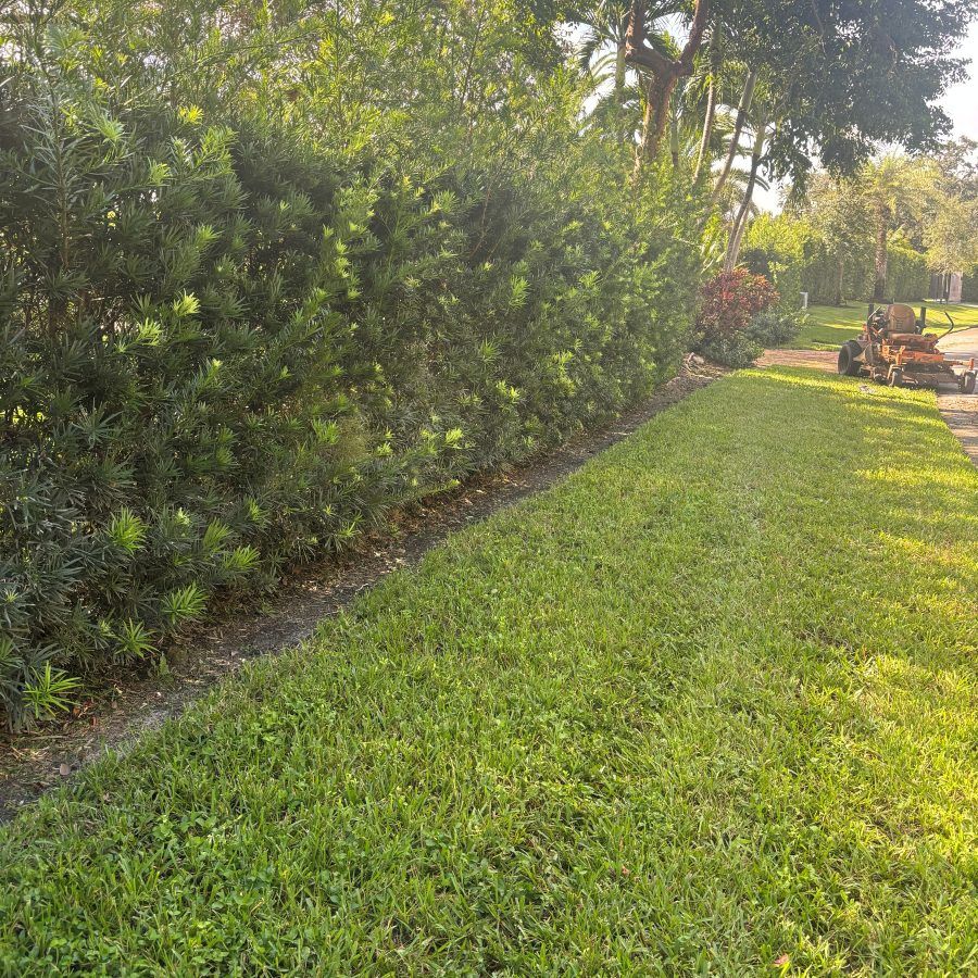 Tall hedge line and freshly cut lawn with a ride-on mower