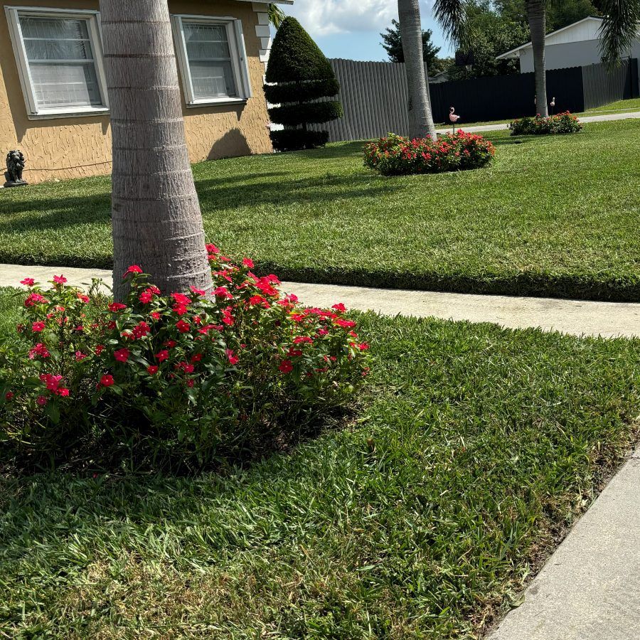 Mowed lawn with palm trees and red flower beds